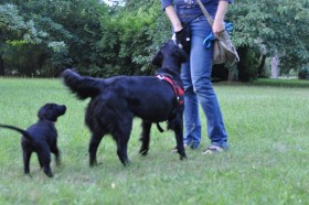 Psy asystujące - szkolenie